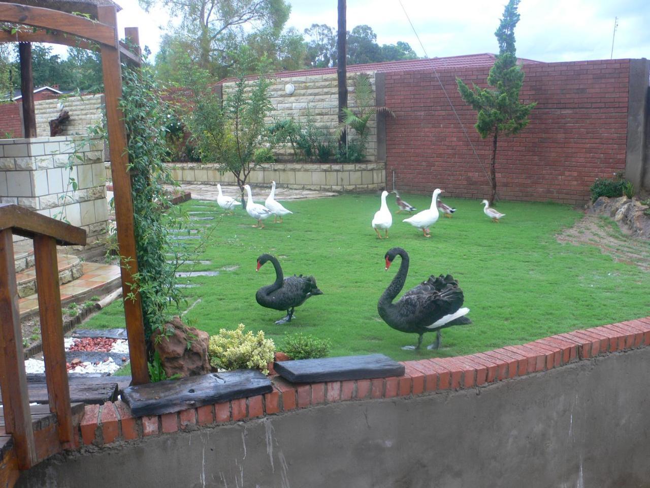 Black Swan Guesthouse 马塞卢 外观 照片